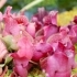 Sarracenia purpurea -- Rote Schlauchpflanze (Schlauch)